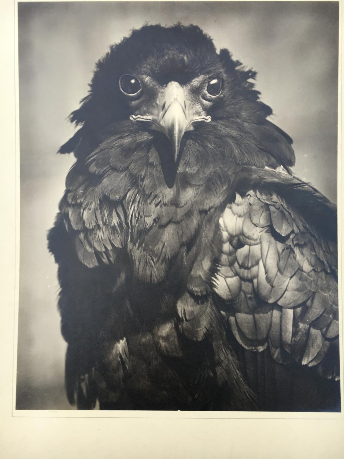 East African Bateleur Eagle T.Middleton 1950