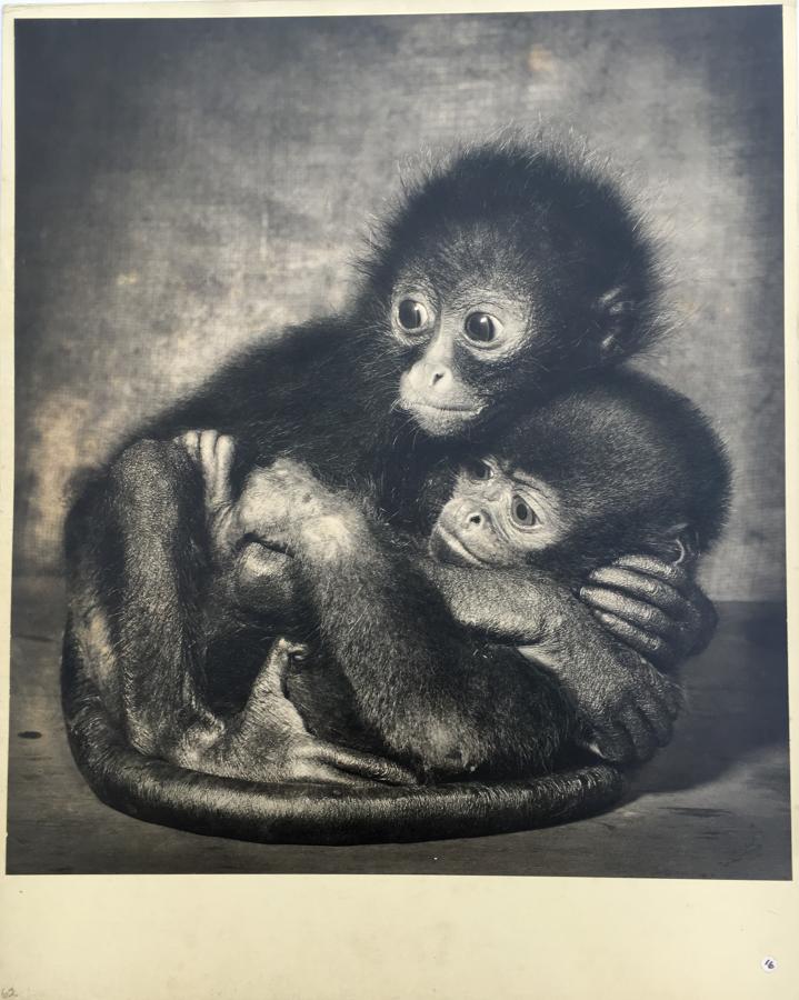 Woolley and Spider Monkeys T.Middleton 1961