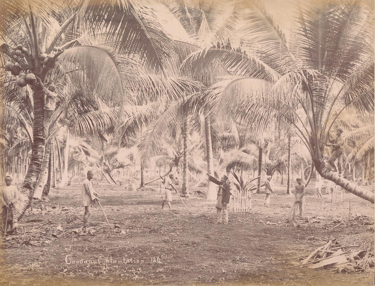 Coconut Plantation Penang, Malaysia  C1890