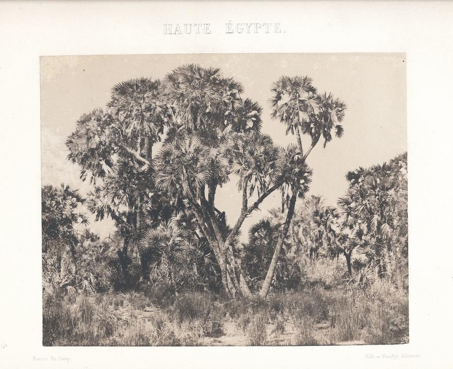 Palm Tree Egypt 1852 Maxime Du Camp