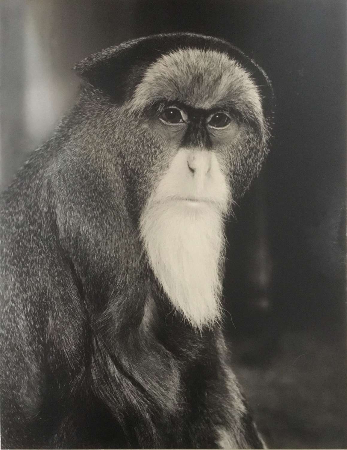 Brazza Monkey By T.Middleton F.R.P.S. 1961