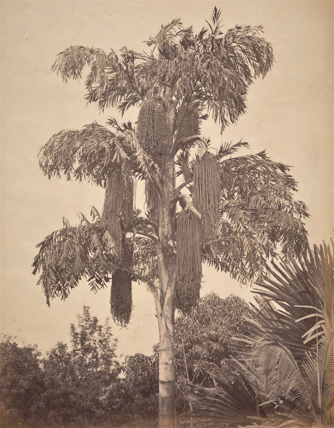 Palm Trees Colombo Ceylon C1890