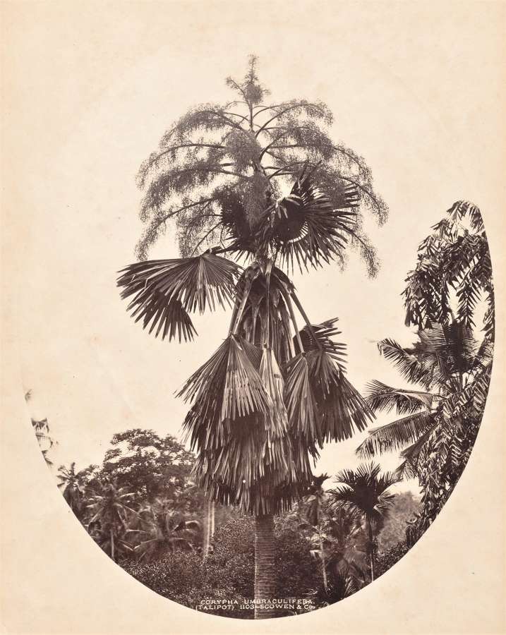 Palm Trees Ceylon By Scowen & Co C1880