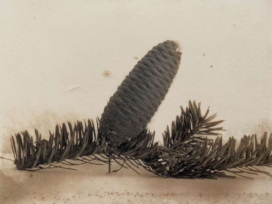 Pine Leaves and Cone England C1900