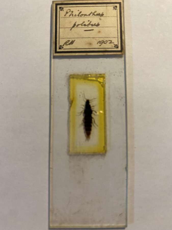 Microscope Slide Entomology By R H ( Richard Hancock ) 1902 