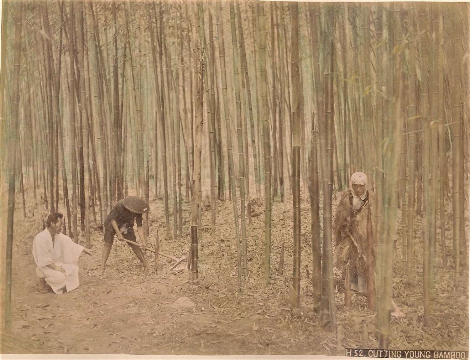 Hand Coloured Photo Cutting Young Bamboo  Japan C1880