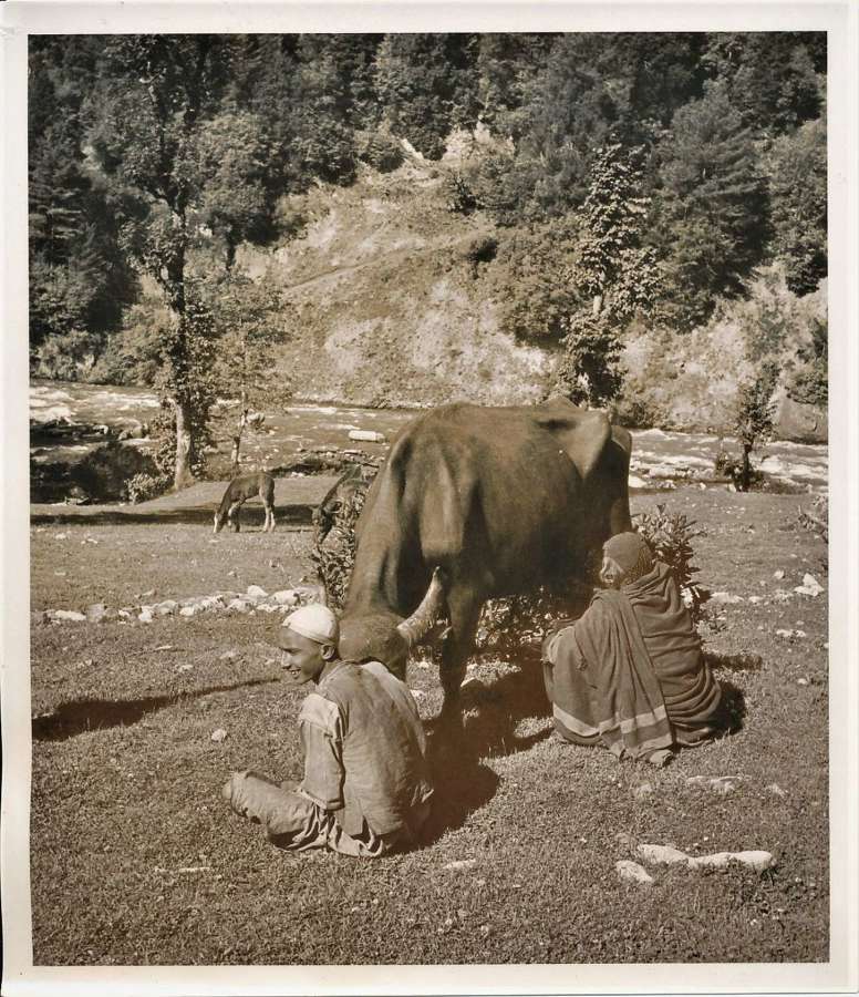  Milking a Cow in Kashmir ? Kashmir India C1920