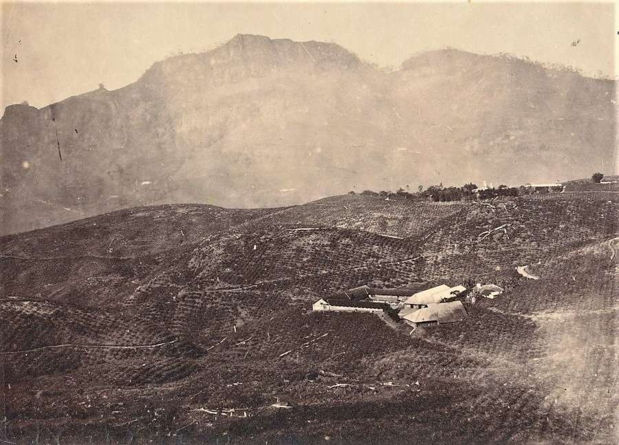Photo A Tea Plantation, Ceylon 1860