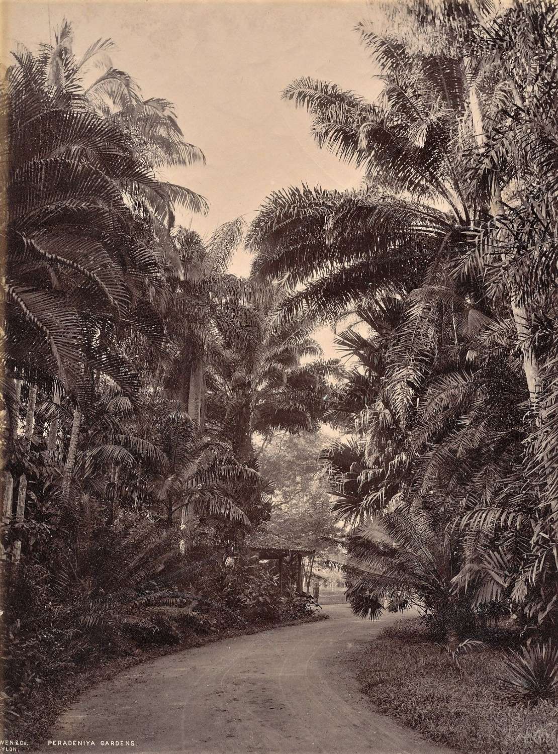 Peradeniya Gardens Ceylon By Scowen & Co C1880